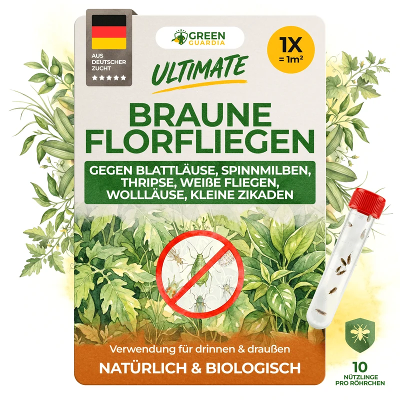 Braune Florfliegen gegen Blattläuse, Thripse, Spinnmilben und Co.