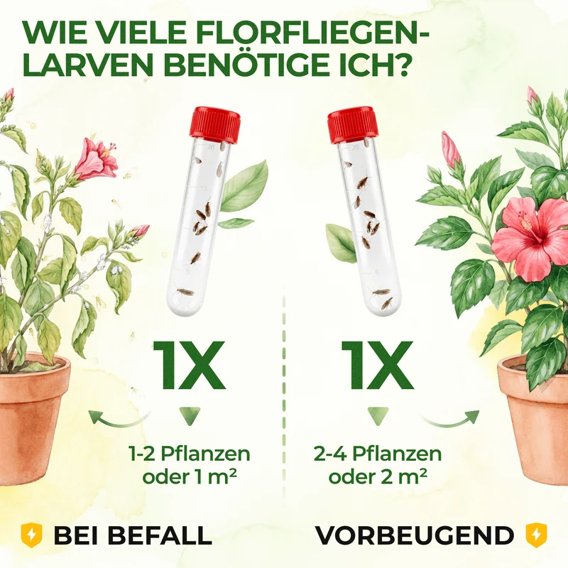 Braune Florfliegen gegen Blattläuse, Thripse, Spinnmilben und Co.