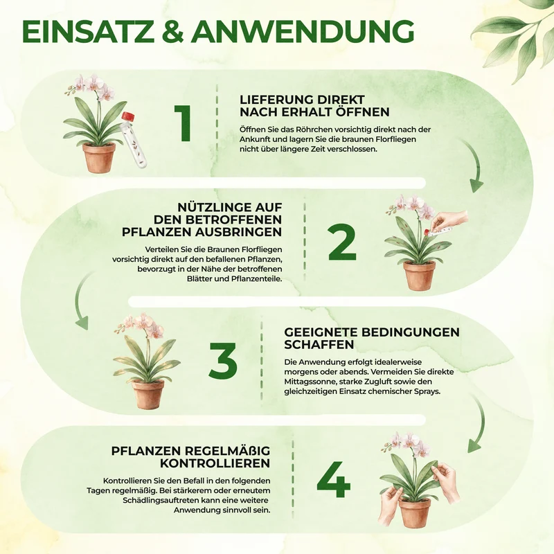Braune Florfliegen gegen Blattläuse, Thripse, Spinnmilben und Co.
