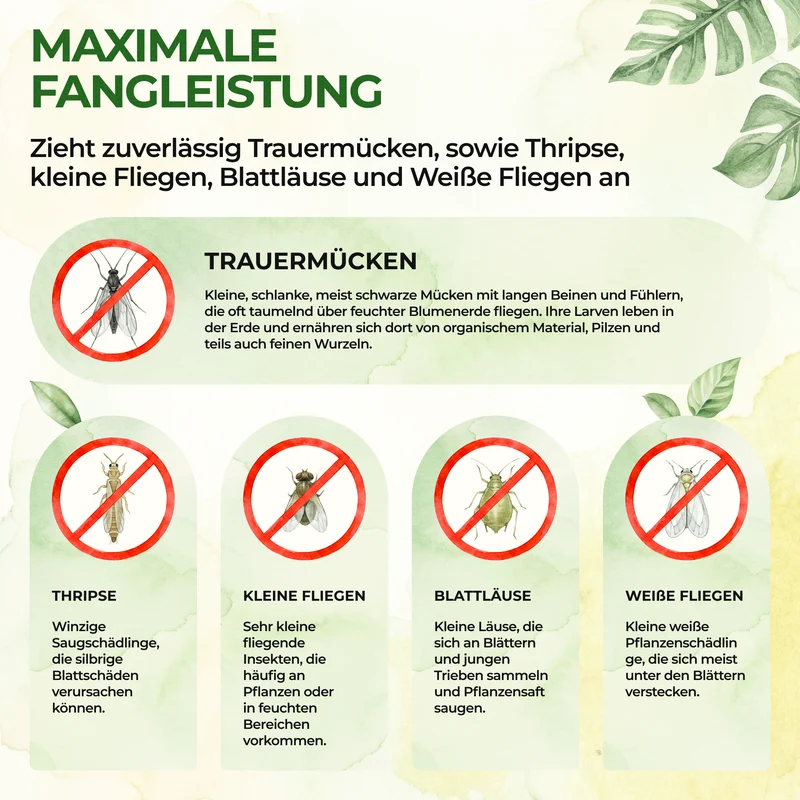 Gelbsticker gegen Trauermücken, Thripse & anderen Fluginsekten