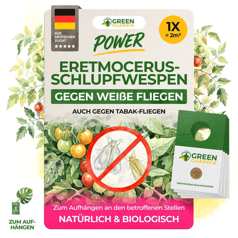 Eretmocerus-Schlupfwespen gegen Weiße- & Tabak Fliegen