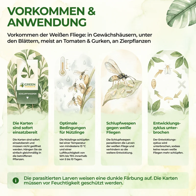 Eretmocerus-Schlupfwespen gegen Weiße- & Tabak Fliegen