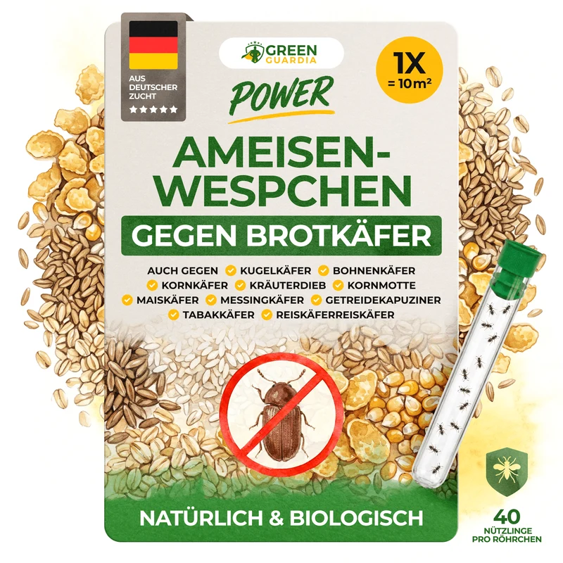 Ameisenwespchen gegen Brotkäfer, Tabakkäfer & Co.