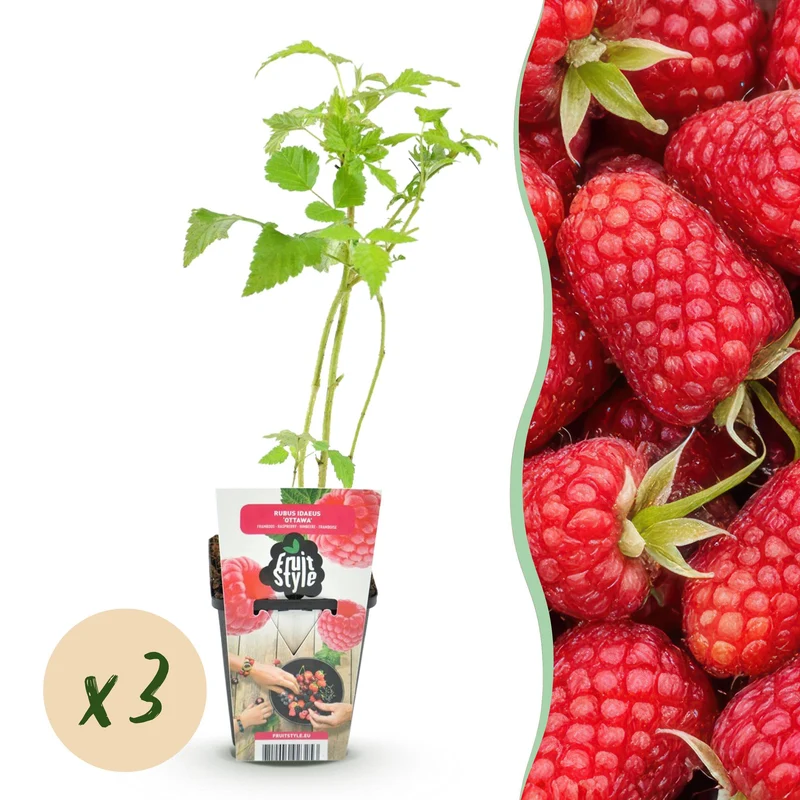 Himbeere – Rubus idaeus ‘Heritage’ – winterhart – rote Himbeeren – 3 Pflanzen – 9 cm Topf