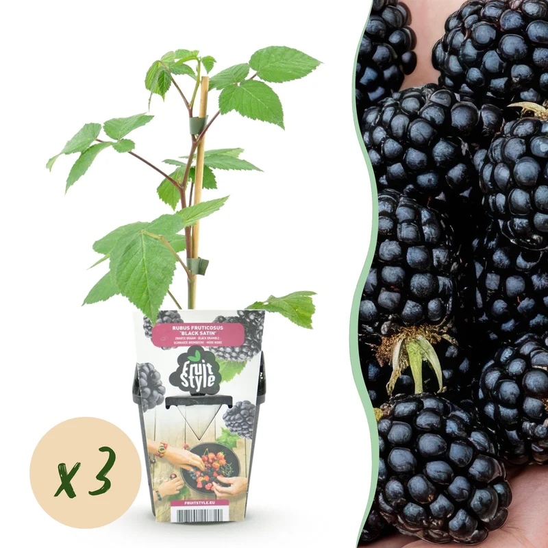 Brombeere – Rubus ‘Black Satin’ – winterhart – schwarze Brombeeren – 3-6 Pflanzen – 9 cm Topf
