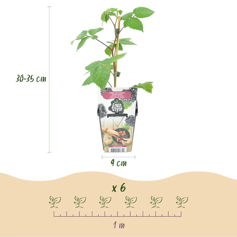 Brombeere – Rubus ‘Black Satin’ – winterhart – schwarze Brombeeren – 3-6 Pflanzen – 9 cm Topf