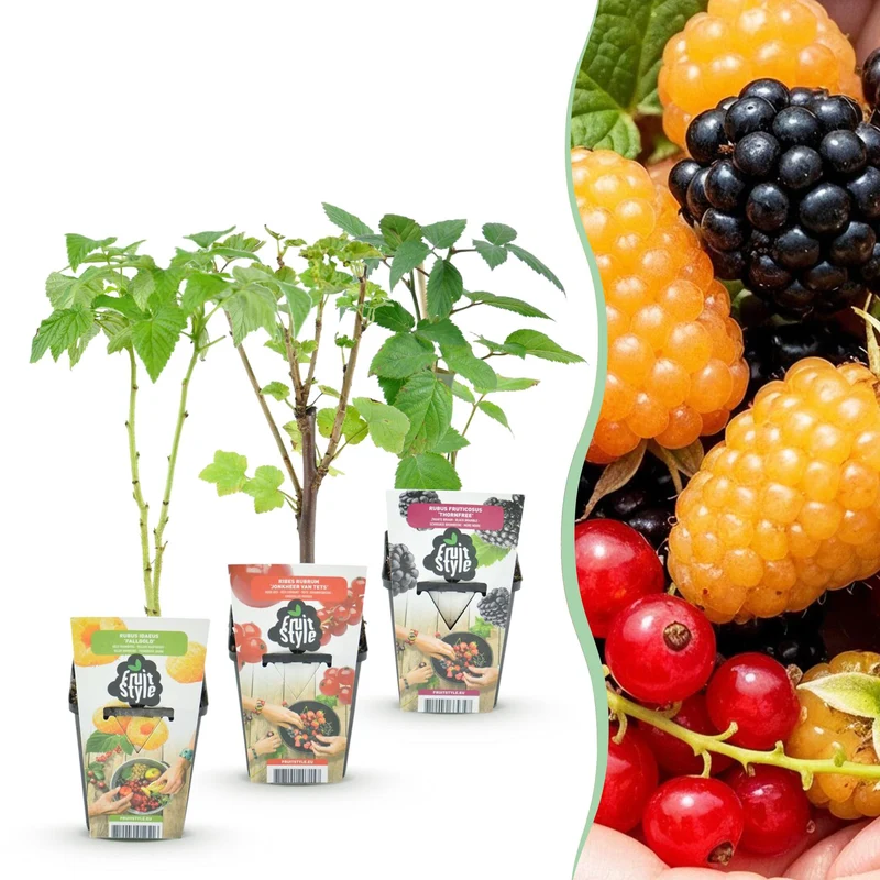 Bærblanding 'Tricolour' – røde ribs, gule hindbær og sorte brombær – hårdfør – 3 planter – 9 cm potte