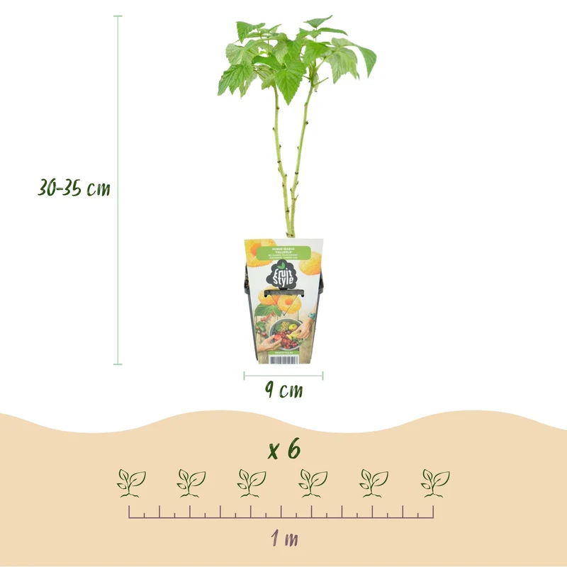 Bærblanding 'Tricolour' – røde ribs, gule hindbær og sorte brombær – hårdfør – 3 planter – 9 cm potte