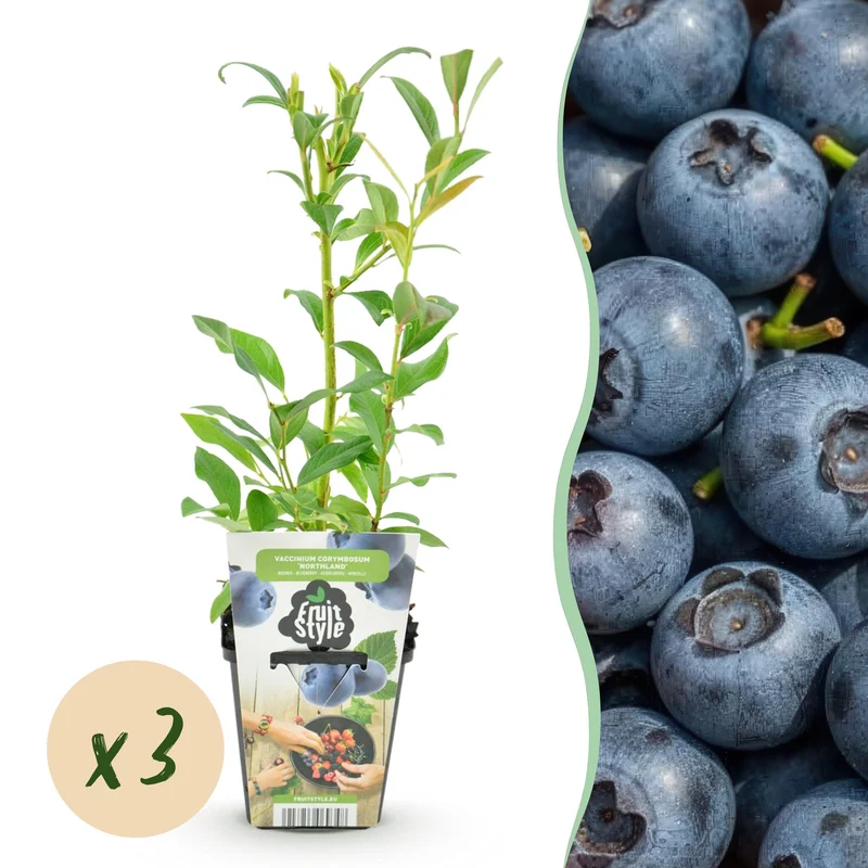 Blåbær – Vaccinium corymbosum 'Northland' – hårdfør – blå bær – 3-6 planter – 9 cm potte