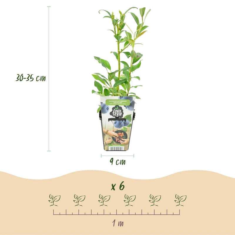 Blåbær – Vaccinium corymbosum 'Northland' – hårdfør – blå bær – 3-6 planter – 9 cm potte