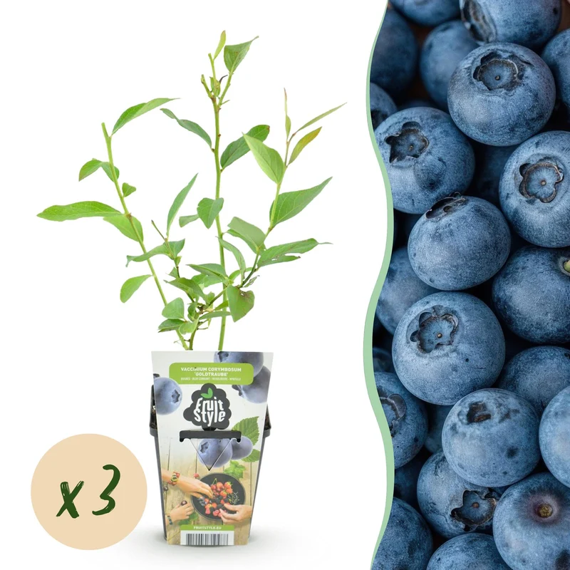 Myrtillier – Vaccinium corymbosum « Goldtraube » – rustique – baies bleues – 3-6 plantes – pot de 9 cm