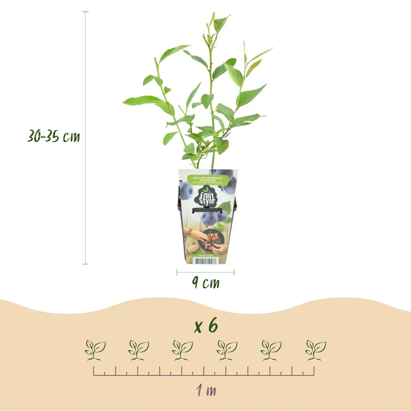 Myrtillier – Vaccinium corymbosum « Goldtraube » – rustique – baies bleues – 3-6 plantes – pot de 9 cm