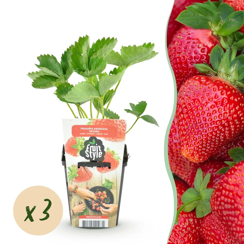 Truskawka – Fragaria 'Maxim' – mrozoodporna – truskawki czerwone – 3-6 roślin – doniczka 9 cm