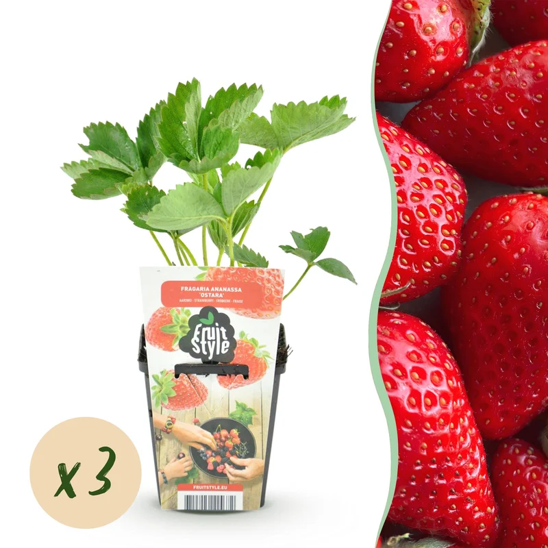 Erdbeere – Fragaria ‘Elvira’ – winterhart – rote Erdbeeren – 3-6 Pflanzen – 9 cm Topf