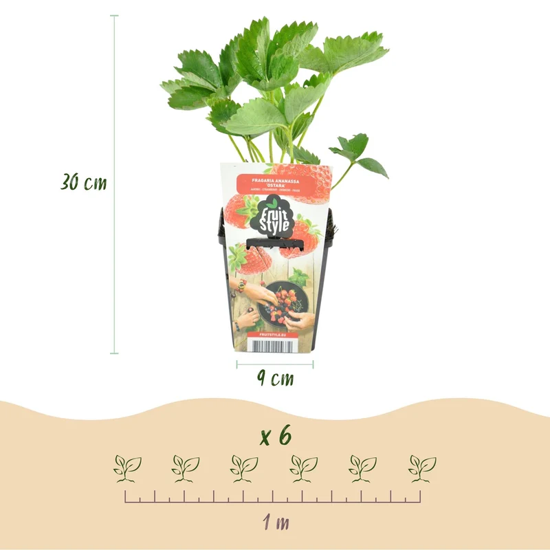Erdbeere – Fragaria ‘Elvira’ – winterhart – rote Erdbeeren – 3-6 Pflanzen – 9 cm Topf