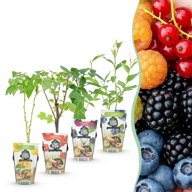 Beerenmix ‘Regenbogen’ – rote Johannisbeere, gelbe Himbeere, schwarze Brombeere & Blaubeere – winterhart – 4 Pflanzen – 9 cm Topf