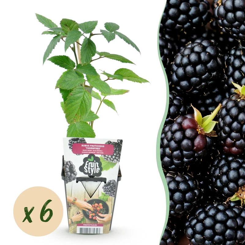 Rubus fruticosus ‘Thornfree’ – 6x Pflanzen – dornenlose Brombeere – pflegeleicht – für Garten, Balkon & Terrasse