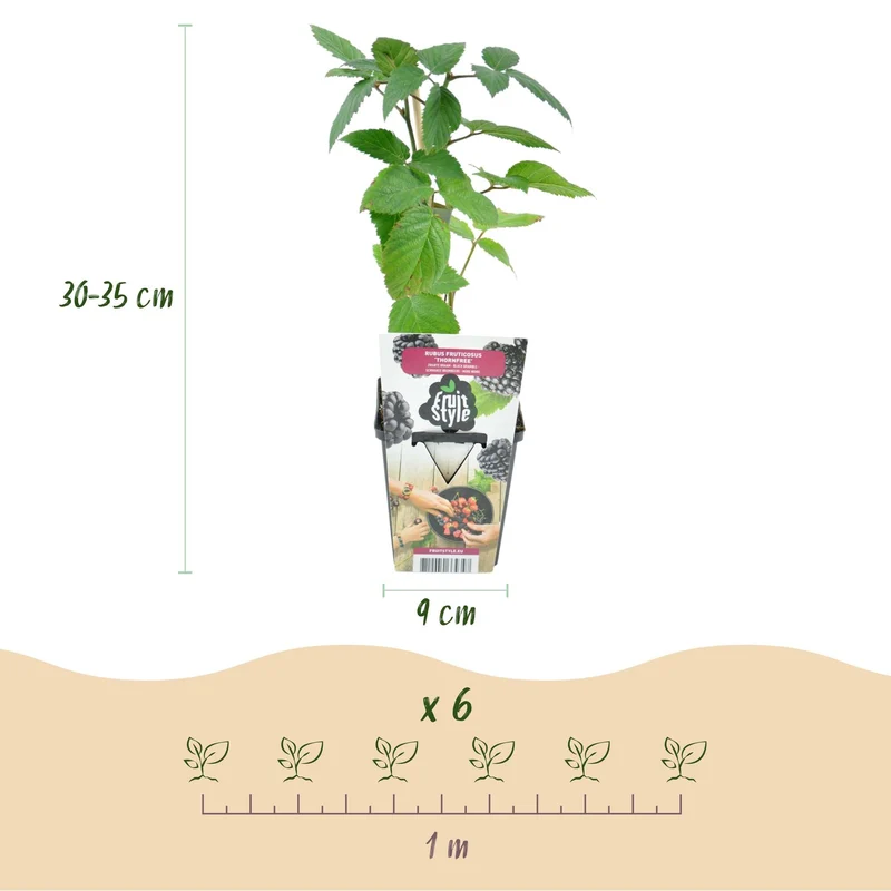 Rubus fruticosus ‘Thornfree’ – 6x Pflanzen – dornenlose Brombeere – pflegeleicht – für Garten, Balkon & Terrasse