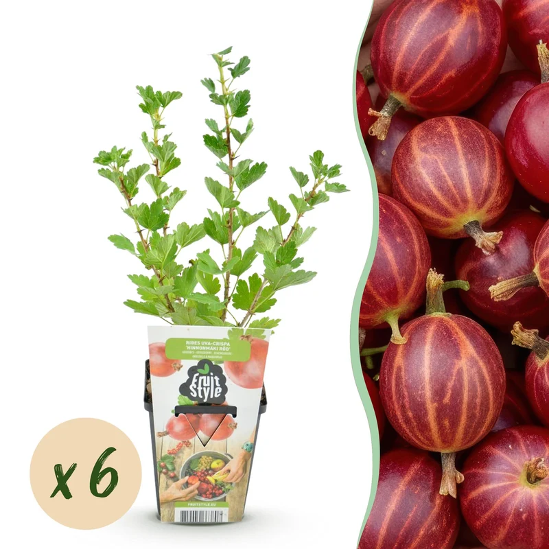 Groseillier à maquereau – Ribes uva-crispa ‘Hinnonmäki Rot’ – rustique – baies rouges – 3-6 plantes – pot de 9 cm