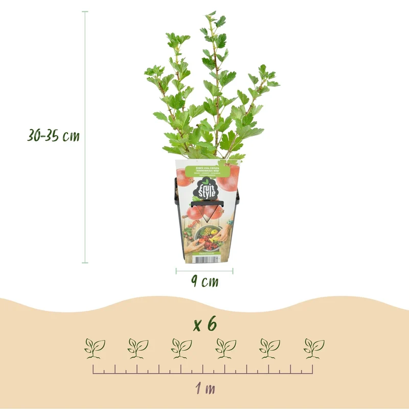 Groseillier à maquereau – Ribes uva-crispa ‘Hinnonmäki Rot’ – rustique – baies rouges – 3-6 plantes – pot de 9 cm