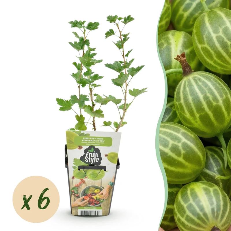 Stikkelsbær – Ribes uva-crispa 'Hinnonmäki Green' – hårdfør – grønne bær – 3-6 planter – 9 cm potte
