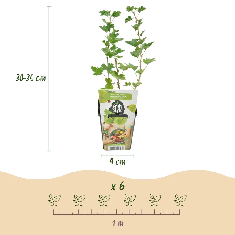 Stikkelsbær – Ribes uva-crispa 'Hinnonmäki Green' – hårdfør – grønne bær – 3-6 planter – 9 cm potte