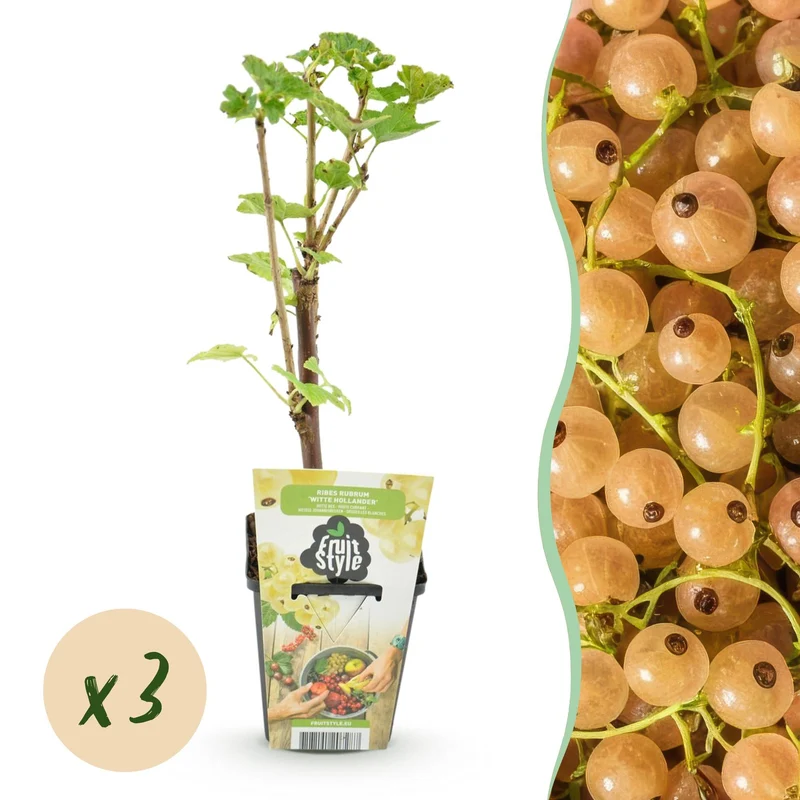 Weiße Johannisbeere – Ribes rubrum ‘Weiße Holländer’ – winterhart – weiße Beeren – 3-6 Pflanzen – 9 cm Topf