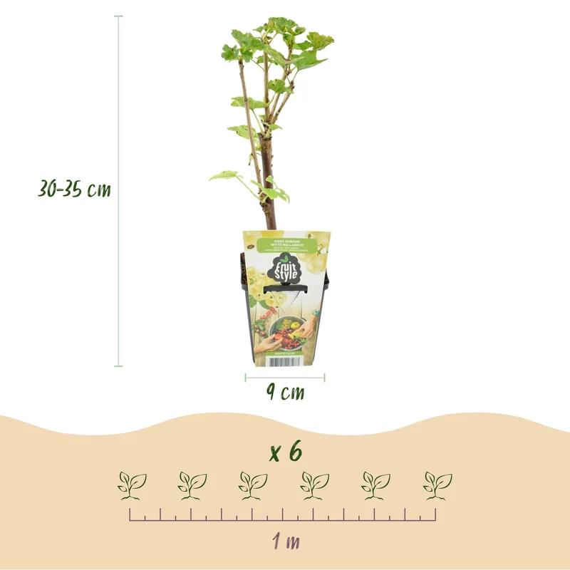 Weiße Johannisbeere – Ribes rubrum ‘Weiße Holländer’ – winterhart – weiße Beeren – 3-6 Pflanzen – 9 cm Topf