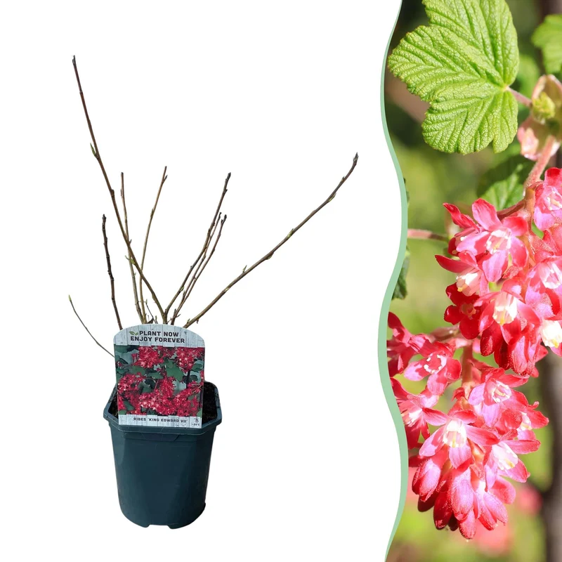 Ribes sanguineum ‘King Edward’ – laubabwerfend & pflegeleicht – rote Blüte – 17 cm Topf, ca. 45 cm hoch