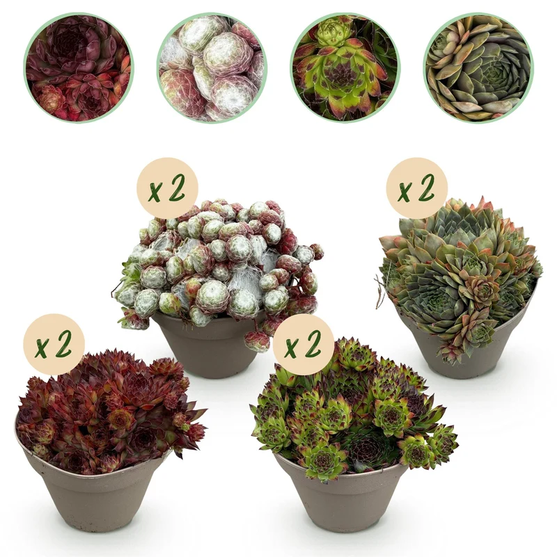 Sempervivum 'Big Sam' – Bunddækker – hårdfør og nem at passe – forskellige farver – 8 planter – 14 cm potte, ca. 17 cm høj