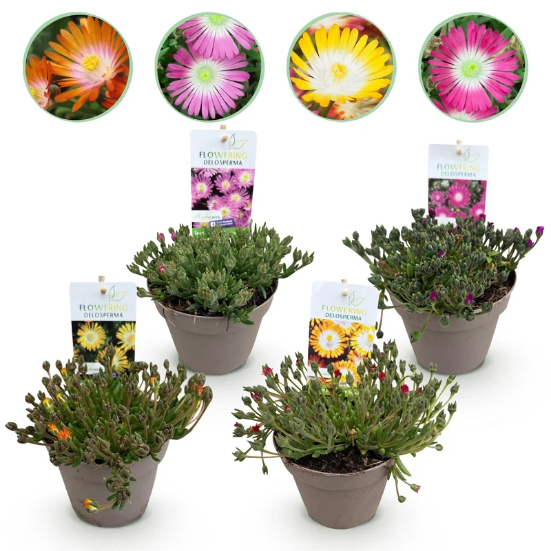 Delosperma ‘Jewel of Dessert’ – Bodendecker – winterhart & pflegeleicht – rot-orange-lila-rosa – 4 Pflanzen – 14 cm Topf, ca. 17 cm hoch