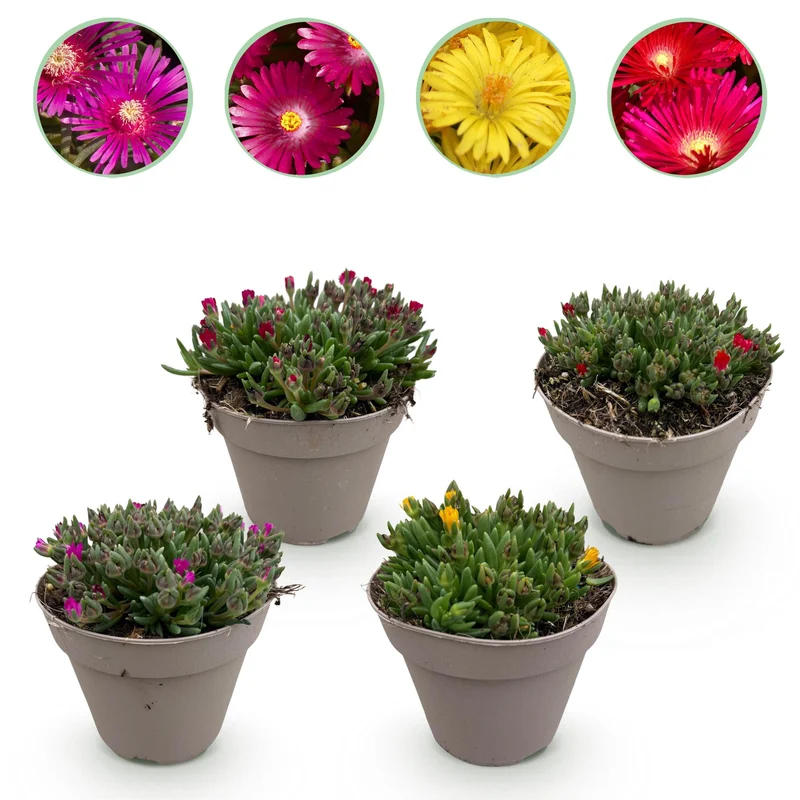 Delosperma – Bodendecker – winterhart & pflegeleicht – rot-gelb-lila-rosa – 4 Pflanzen – 14 cm Topf, ca. 17 cm hoch