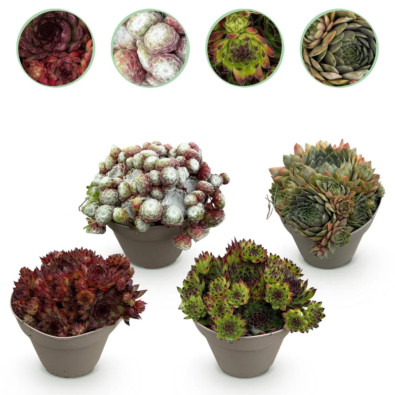 Sempervivum ‘Big Sam’ – Bodendecker – winterhart & pflegeleicht – verschiedene Farben – 4 Pflanzen – 14 cm Topf, ca. 17 cm hoch