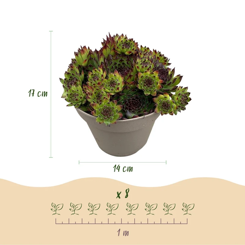 Sempervivum ‘Big Sam’ – Bodendecker – winterhart & pflegeleicht – verschiedene Farben – 4 Pflanzen – 14 cm Topf, ca. 17 cm hoch