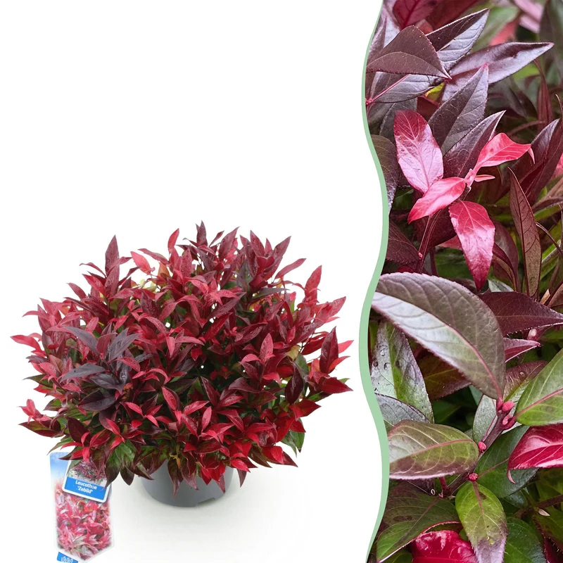 Leucothoe ‘Zeblid’ – immergrün & pflegeleicht – rot – 17 cm Topf, ca. 45 cm hoch