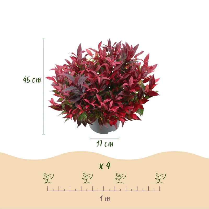 Leucothoe ‘Zeblid’ – immergrün & pflegeleicht – rot – 17 cm Topf, ca. 45 cm hoch