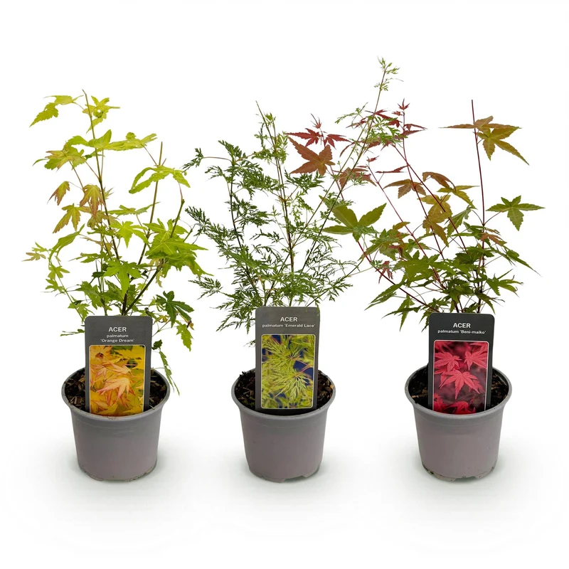 Acer palmatum « Tricolour » – 3 plantes – caduques et faciles d’entretien – rouge-vert-orange – pot de 12 cm, env. 35 cm de hauteur