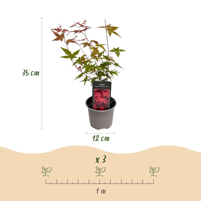 Acer palmatum « Tricolour » – 3 plantes – caduques et faciles d’entretien – rouge-vert-orange – pot de 12 cm, env. 35 cm de hauteur