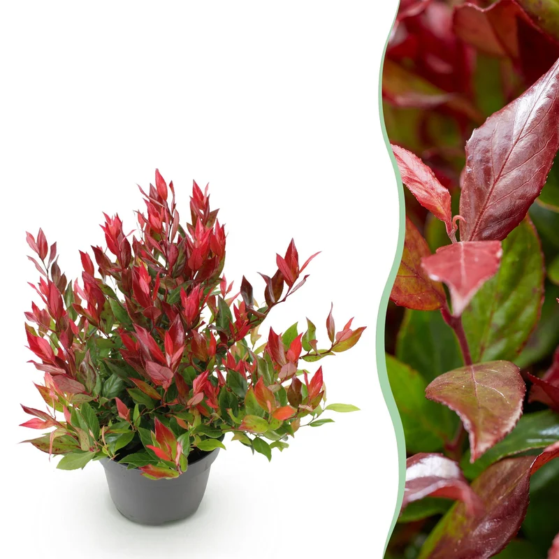 Leucothoe ‘Little Flame’ – immergrün & pflegeleicht – rot – 17 cm Topf, ca. 40 cm hoch