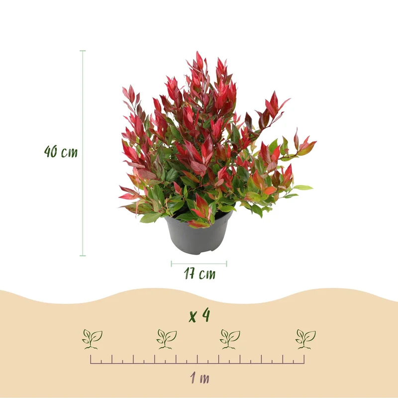Leucothoe ‘Little Flame’ – immergrün & pflegeleicht – rot – 17 cm Topf, ca. 40 cm hoch