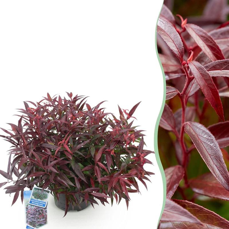 Leucothoe ‘Burning Love’ – immergrün & pflegeleicht – rot – 17 cm Topf, ca. 45 cm hoch
