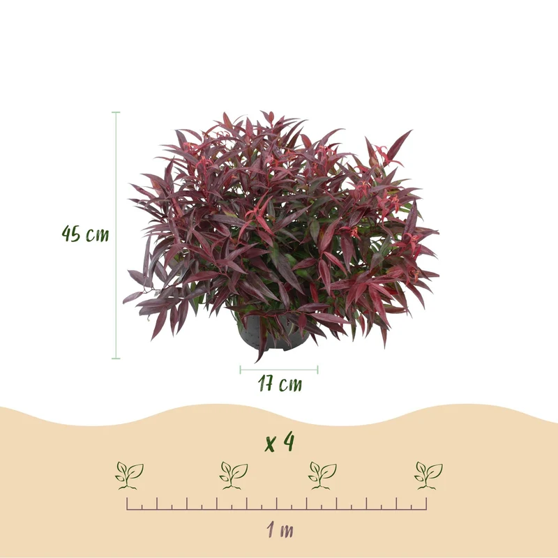 Leucothoe ‘Burning Love’ – immergrün & pflegeleicht – rot – 17 cm Topf, ca. 45 cm hoch