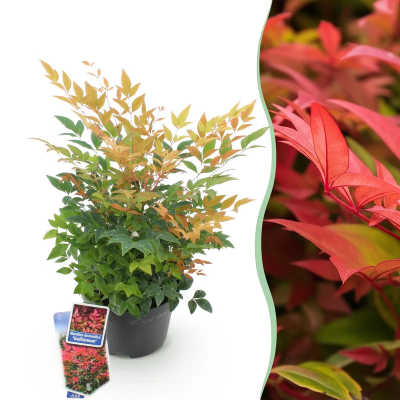 Nandina ‘Gulfstream’ – immergrün & pflegeleicht – orange – 17 cm Topf, ca. 45 cm hoch