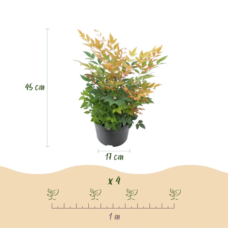 Nandina ‘Gulfstream’ – immergrün & pflegeleicht – orange – 17 cm Topf, ca. 45 cm hoch
