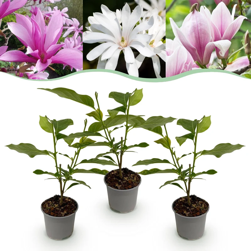 Magnolia ‘Tricolour’ – laubabwerfend & pflegeleicht – 3 Pflanzen – weiß-rosa-lila Blüte – 12 cm Topf, ca. 30 cm hoch