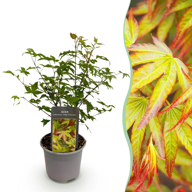 Acer palmatum ‘Little Princess’ – laubabwerfend & pflegeleicht – grün – 12 cm Topf, ca. 35 cm hoch