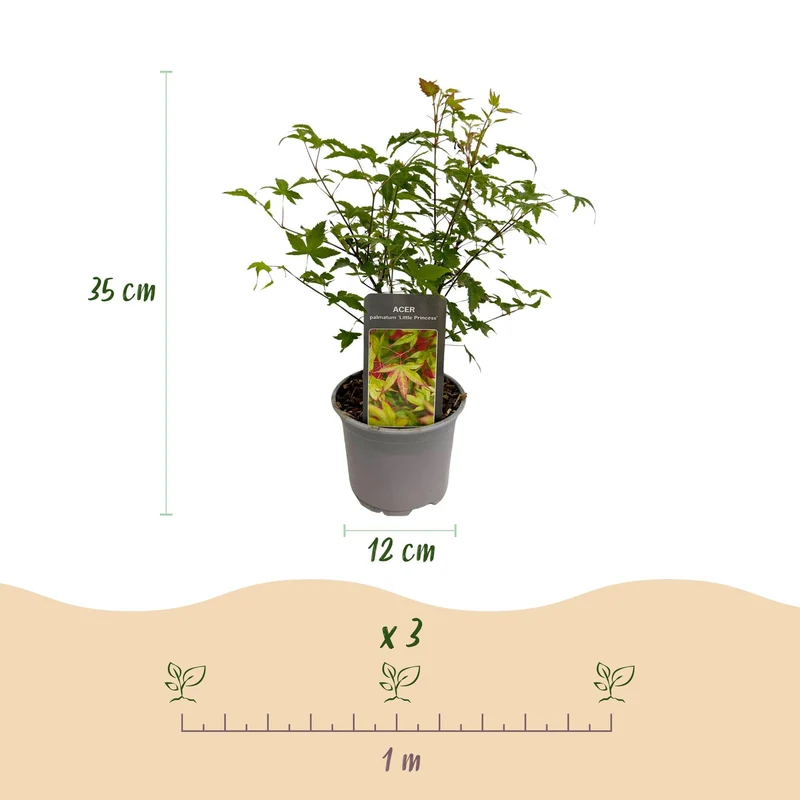 Acer palmatum ‘Little Princess’ – laubabwerfend & pflegeleicht – grün – 12 cm Topf, ca. 35 cm hoch
