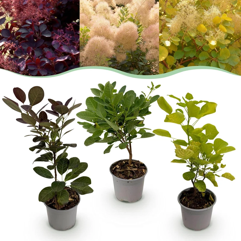 Cotinus coggyria ‘Tricolour’ – laubabwerfend & pflegeleicht – lila-grün-gelb – 12 cm Topf, ca. 35 cm hoch