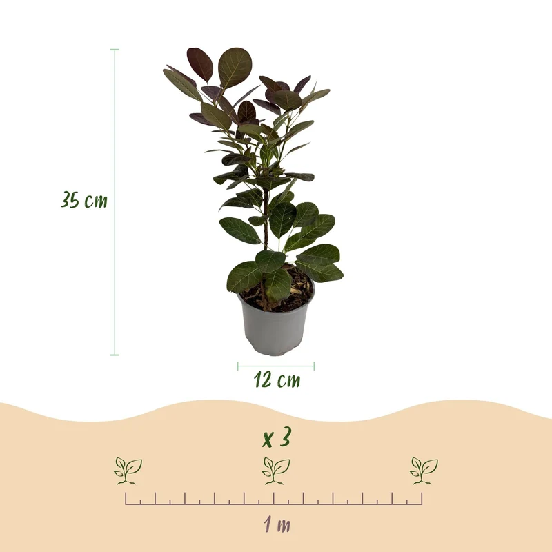 Cotinus coggyria ‘Tricolour’ – laubabwerfend & pflegeleicht – lila-grün-gelb – 12 cm Topf, ca. 35 cm hoch