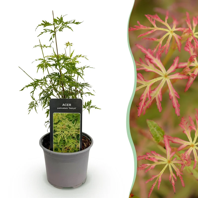 Acer palmatum ‘Seiryu’ – laubabwerfend & pflegeleicht – grün – 12 cm Topf, ca. 35 cm hoch